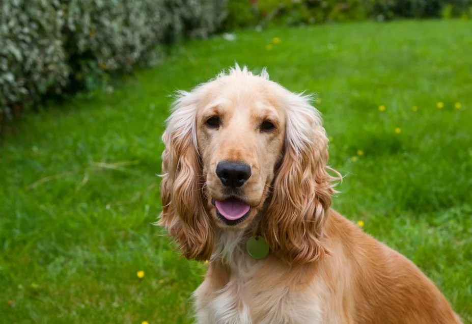 Cocker Spaniel Grooming Tips & Techniques